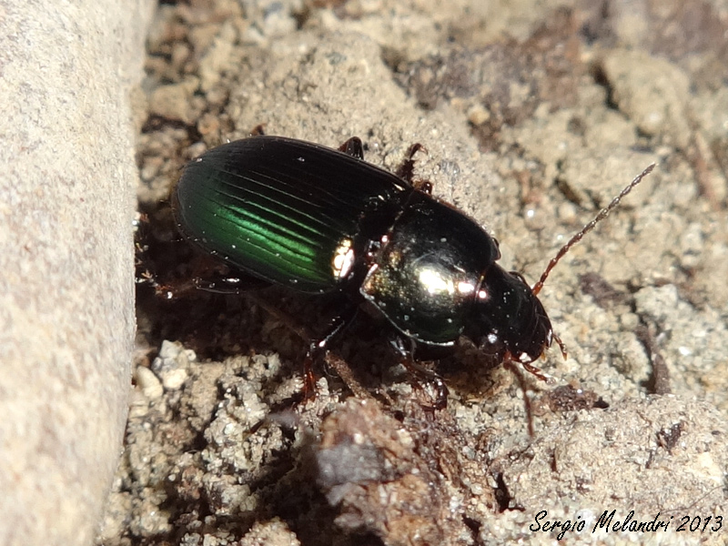 ID 2: Harpalus distinguendus
